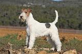 FOX TERRIER 399